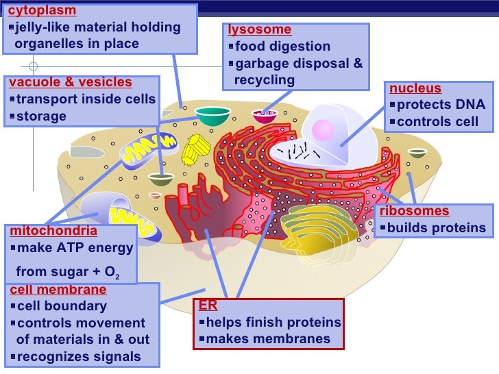 07 Cell Organelle