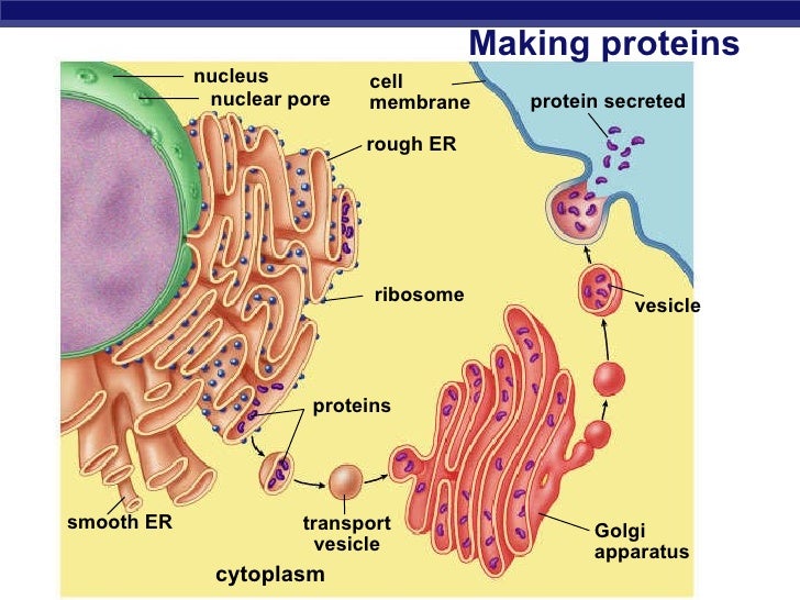 07 Cell Organelle