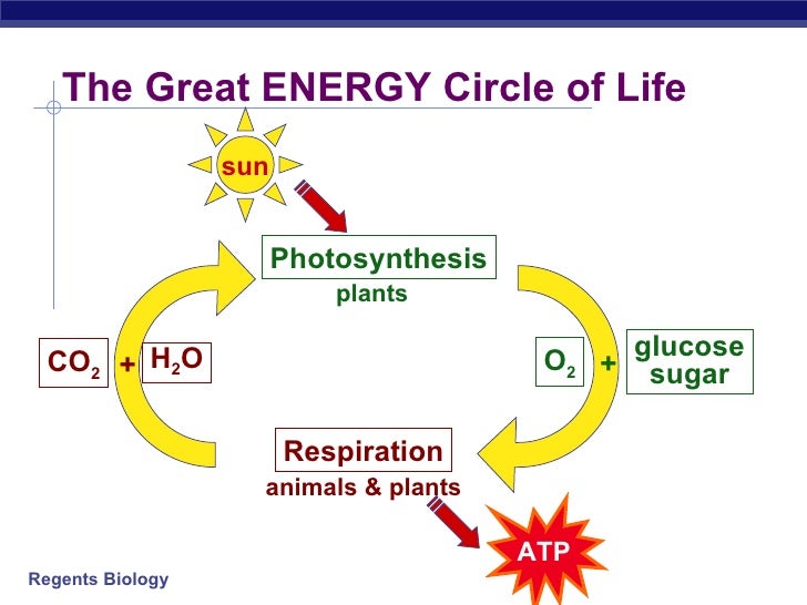 07 Cell Organelle