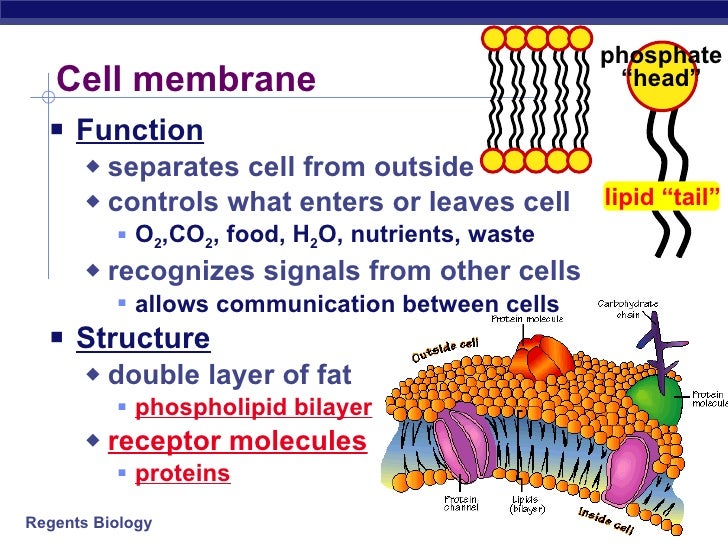 07 Cell Organelle