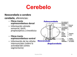 Cerebelo
Neocerebelo o cerebro
cerebelo, aferencias:
– Fibras tracto
espinocerebeloso dorsal
– Información sómato
sensorial, táctil,
propioceptiva y cinestésica
– Fibras tracto
espinocerebeloso ventral
– Información de las células
internunciales (sobre la
actividad del centro
segmentario)
Octubre 2014. 39
 