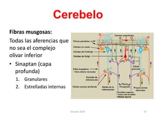Cerebelo
Fibras musgosas:
Todas las aferencias que
no sea el complejo
olivar inferior
• Sinaptan (capa
profunda)
1. Granulares
2. Estrelladas internas
Octubre 2014. 67
 