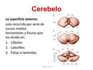 Cerebelo
La superficie externa:
esta recorrida por serie de
surcos medios
horizontales y fisuras que
los divide en:
1. Lóbulos
2. Lobulillos
3. Folias o laminillas
Octubre 2014. 7
 