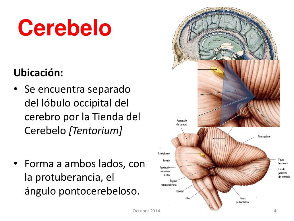 Cerebelo