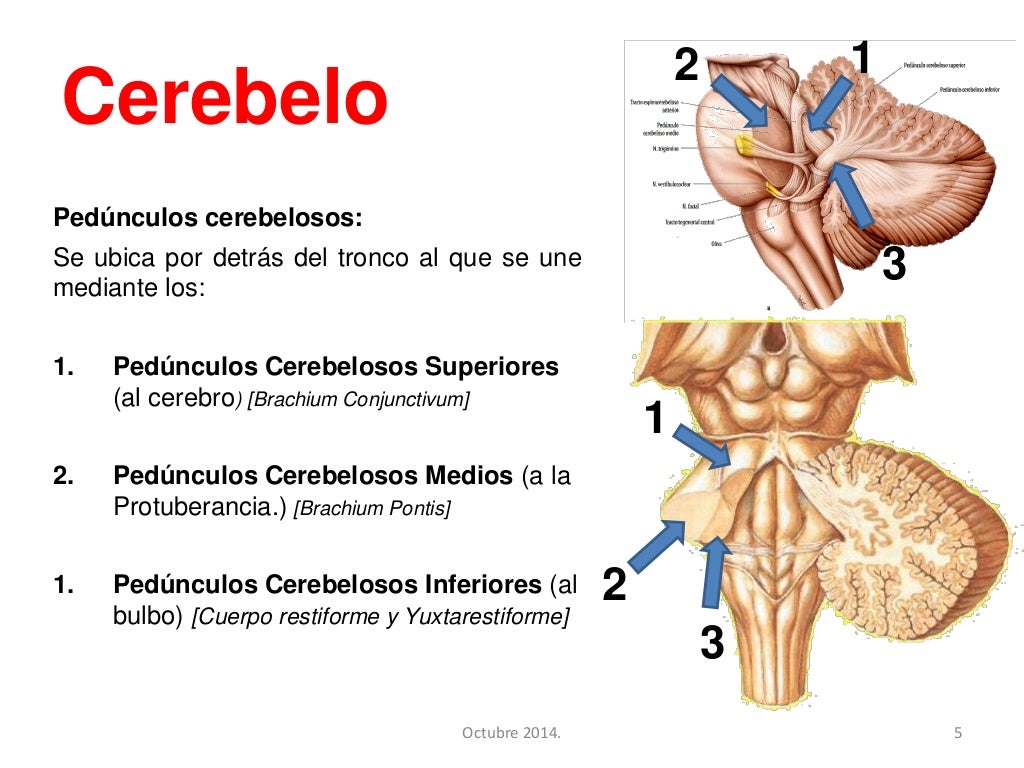 Cerebelo