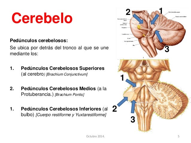 Decuse Cerebelo