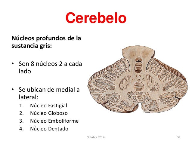 Cerebelo