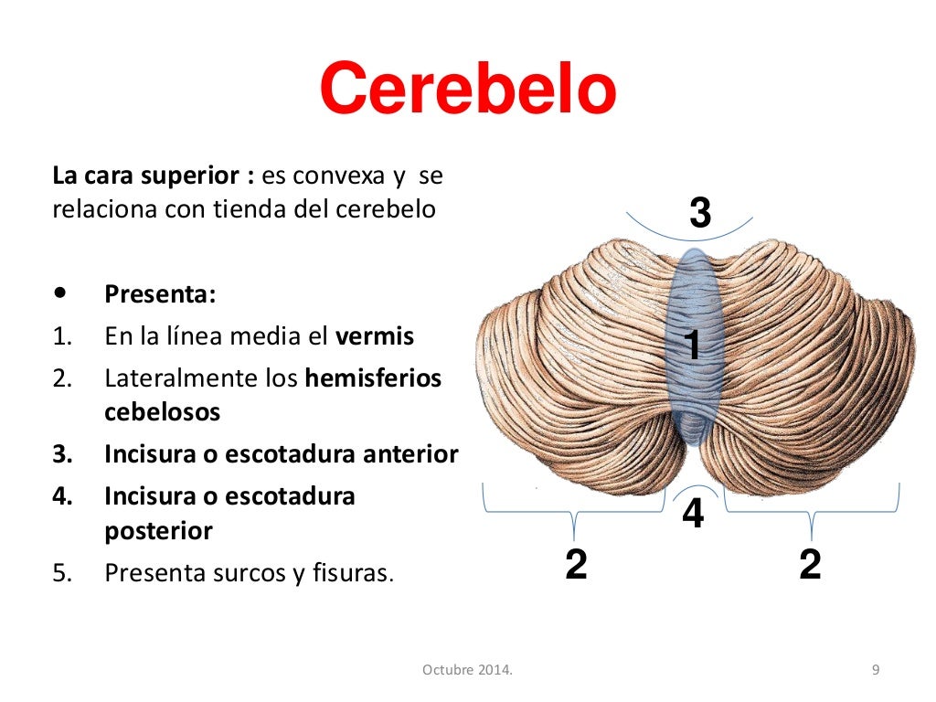 Cerebelo