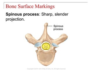 07 [chapter 7 the skeletal system the axial skeleton] | PPT