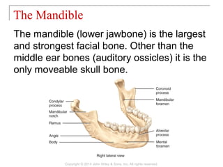 07 [chapter 7 the skeletal system the axial skeleton] | PPT