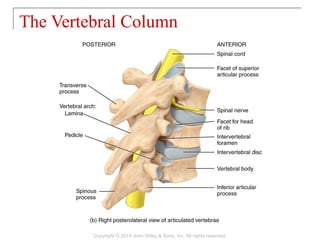 07 [chapter 7 the skeletal system the axial skeleton] | PPT