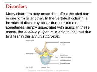 07 [chapter 7 the skeletal system the axial skeleton] | PPT