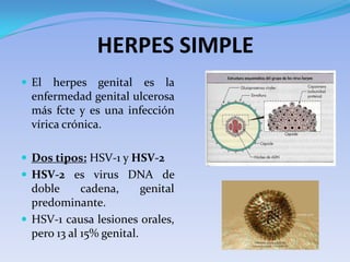HERPES SIMPLE
 El   herpes genital es la
  enfermedad genital ulcerosa
  más fcte y es una infección
  vírica crónica.

 Dos tipos: HSV-1 y HSV-2
 HSV-2 es virus DNA de
  doble      cadena,      genital
  predominante.
 HSV-1 causa lesiones orales,
  pero 13 al 15% genital.
 