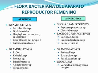 FLORA BACTERIANA DEL APARATO
         REPRODUCTOR FEMENINO
          AEROBIOS                       ANAEROBIOS

 GRAMPOSITIVOS                  COCOS GRAMPOSITIVOS
    Lactobacillus sp               Peptostreptococcus sp
    Diphtheroides                  Clostridiumcsp
    Shaphylococcus aureus ,     BACILOS GRAMPOSITIVOS
     epidermidis                    Lactobacillus sp
    Estreptococo del Grupo B       Propionibacterium sp
    Enterococcus fecalis           Eubacterium sp

 GRAMNEGATIVOS                  GRAMNEGATIVOS
    E. Coli                        Prevotella sp
    Klebsiella sp.                 Bacteroides sp
    Proteus sp.                    Fusobacterium sp
    Enterobacter sp             LEVADURAS
    Acinetobacter sp               Candida albicans y otros
    Pseudomonas                     hongos
 