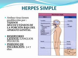 HERPES SIMPLE
 Ambos virus tienen
 predilección por :
 TEJIDOS
 MUCOCUTÁNEOS DE
 LA PORCIÓN BAJA DEL
 APARATO GENITAL.

 RESERVORIO
  LATENTE: GANGLIOS
  PÉLVICOS.
 PERÍODO DE
  INCUBACIÓN: 3 a 7
  días.
 