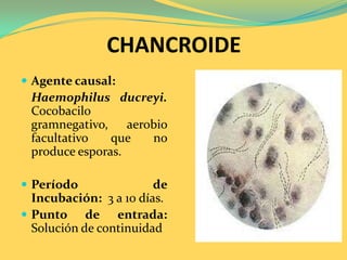 CHANCROIDE
 Agente causal:
 Haemophilus ducreyi.
 Cocobacilo
 gramnegativo, aerobio
 facultativo   que no
 produce esporas.

 Período               de
  Incubación: 3 a 10 días.
 Punto de entrada:
  Solución de continuidad
 