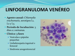 LINFOGRANULOMA VENÉREO
 Agente causal: Chlamydia
  trachomatis, serotipos L1,
  L2 y L3.
 Período de Incubación: 3
  días a 2 semanas.
 Clínica: 3 fases
   Vesículas o pápulas
    pequeñas
   Linfadenopatía inguinal o
    femoral
   Síndrome anogenitorectal
 
