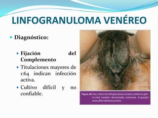 LINFOGRANULOMA VENÉREO
 Diagnóstico:

   Fijación           del
    Complemento
   Titulaciones mayores de
    1:64 indican infección
    activa.
   Cultivo difícil y no
    confiable.
 