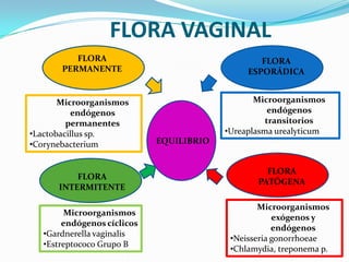 FLORA VAGINAL
          FLORA                                   FLORA
       PERMANENTE                              ESPORÁDICA


       Microorganismos                           Microorganismos
          endógenos                                  endógenos
         permanentes                                transitorios
•Lactobacillus sp.                        •Ureaplasma urealyticum
•Corynebacterium             EQUILIBRIO


                                                   FLORA
          FLORA
                                                 PATÓGENA
      INTERMITENTE

                                                  Microorganismos
         Microorganismos
                                                      exógenos y
        endógenos cíclicos
                                                      endógenos
   •Gardnerella vaginalis
                                           •Neisseria gonorrhoeae
   •Estreptococo Grupo B
                                           •Chlamydia, treponema p.
 
