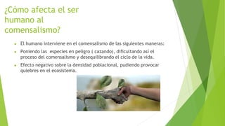 ¿Cómo afecta el ser
humano al
comensalismo?
● El humano interviene en el comensalismo de las siguientes maneras:
● Poniendo las especies en peligro ( cazando), dificultando así el
proceso del comensalismo y desequilibrando el ciclo de la vida.
● Efecto negativo sobre la densidad poblacional, pudiendo provocar
quiebres en el ecosistema.
 