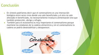 Conclusión
● En síntesis podríamos decir que el comensalismo es una interacción
biológica entre seres vivos donde uno sale beneficiado y el otro no sale
afectado ni beneficiado, no necesariamente involucra alimentación sino que
también protección, abrigo y refugio.
● También para el ecosistema es muy importante el comensalismo porque
mantiene los eslabones de la cadena alimenticia y sin el comensalismo la
cadena se podría desestabilizar y desaparecer.
 