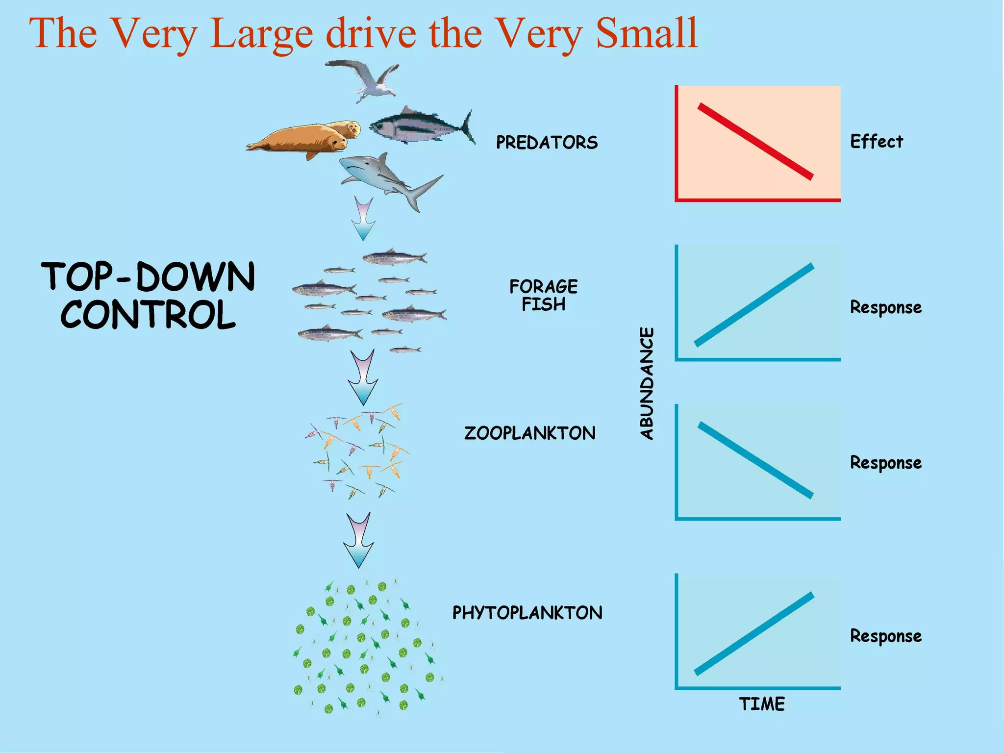 The Very Large drive the Very Small
 