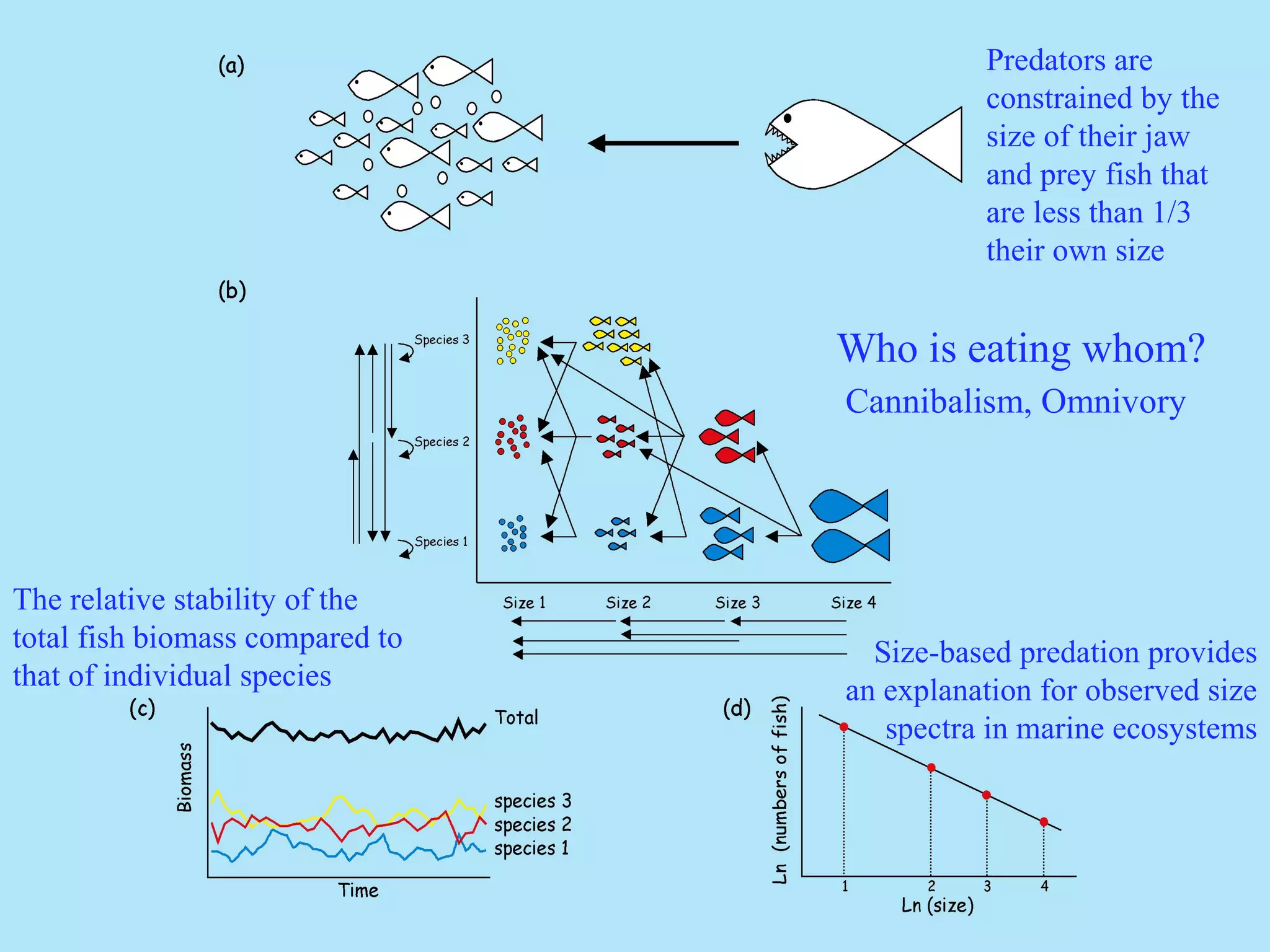 Predators are
constrained by the
size of their jaw
and prey fish that
are less than 1/3
their own size
Who is eating whom?
Cannibalism, Omnivory
The relative stability of the
total fish biomass compared to
that of individual species
Size-based predation provides
an explanation for observed size
spectra in marine ecosystems
 
