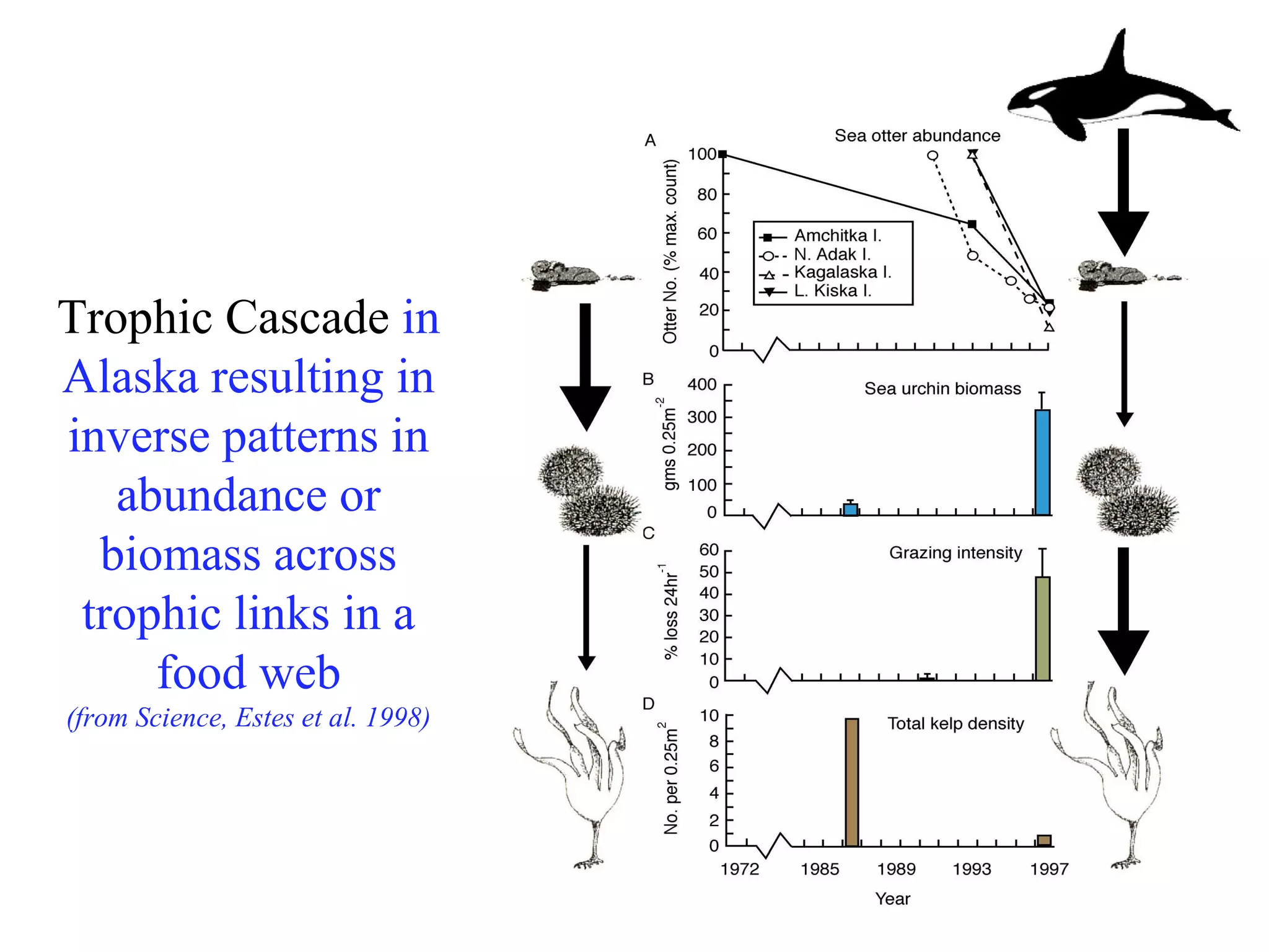Trophic Cascade in
Alaska resulting in
inverse patterns in
abundance or
biomass across
trophic links in a
food web
(from Science, Estes et al. 1998)
 