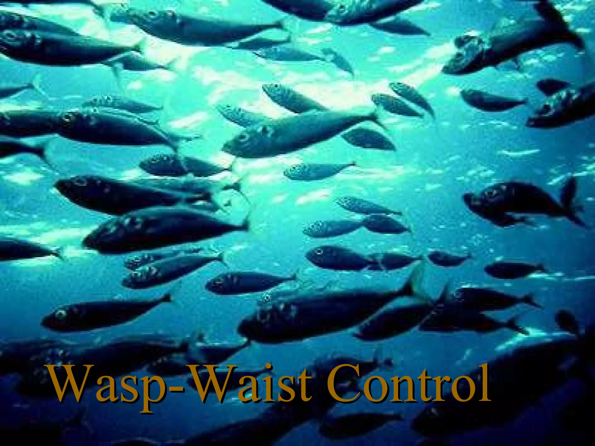 Wasp-Waist ControlWasp-Waist Control
 