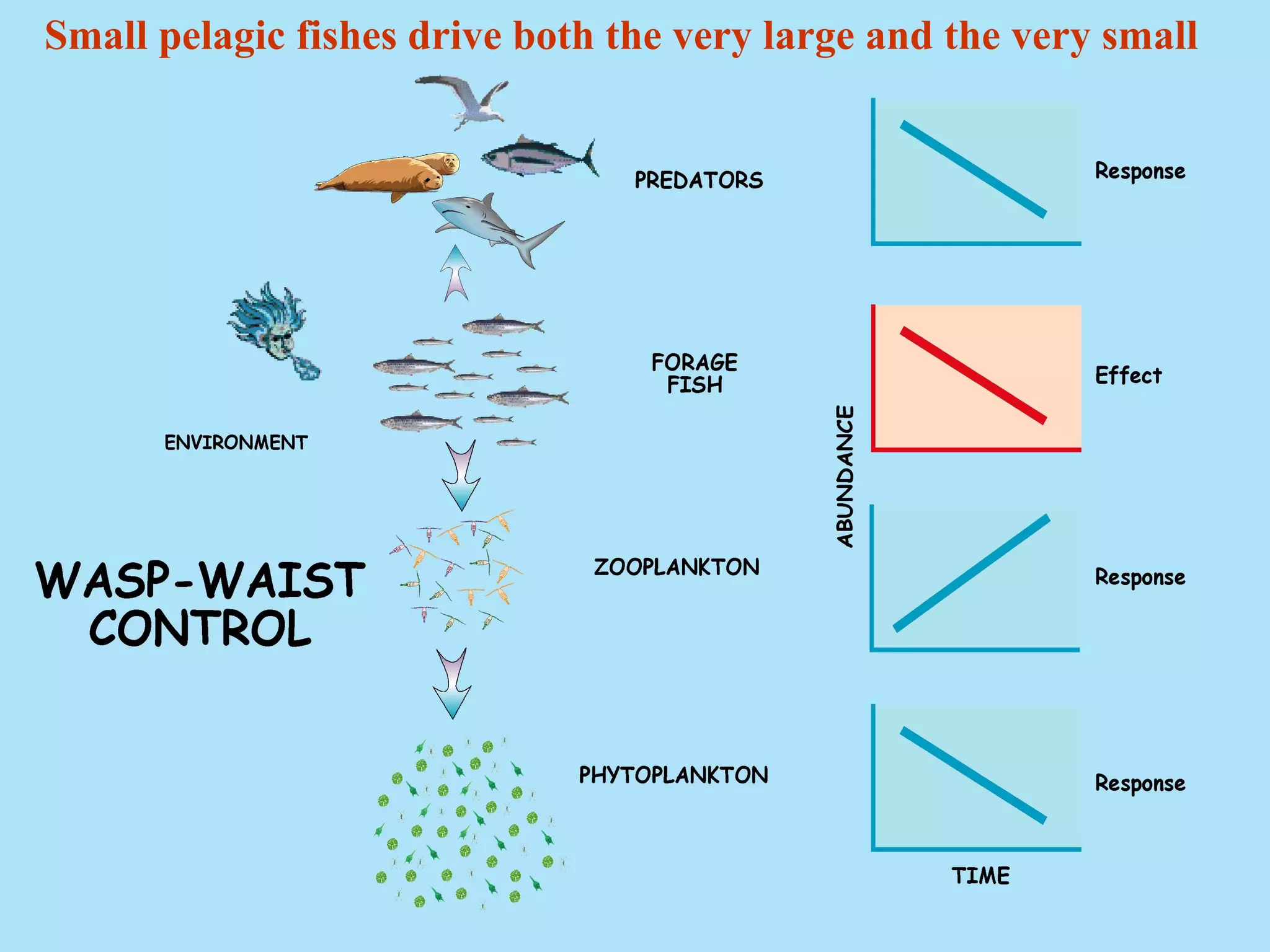 Small pelagic fishes drive both the very large and the very small
 