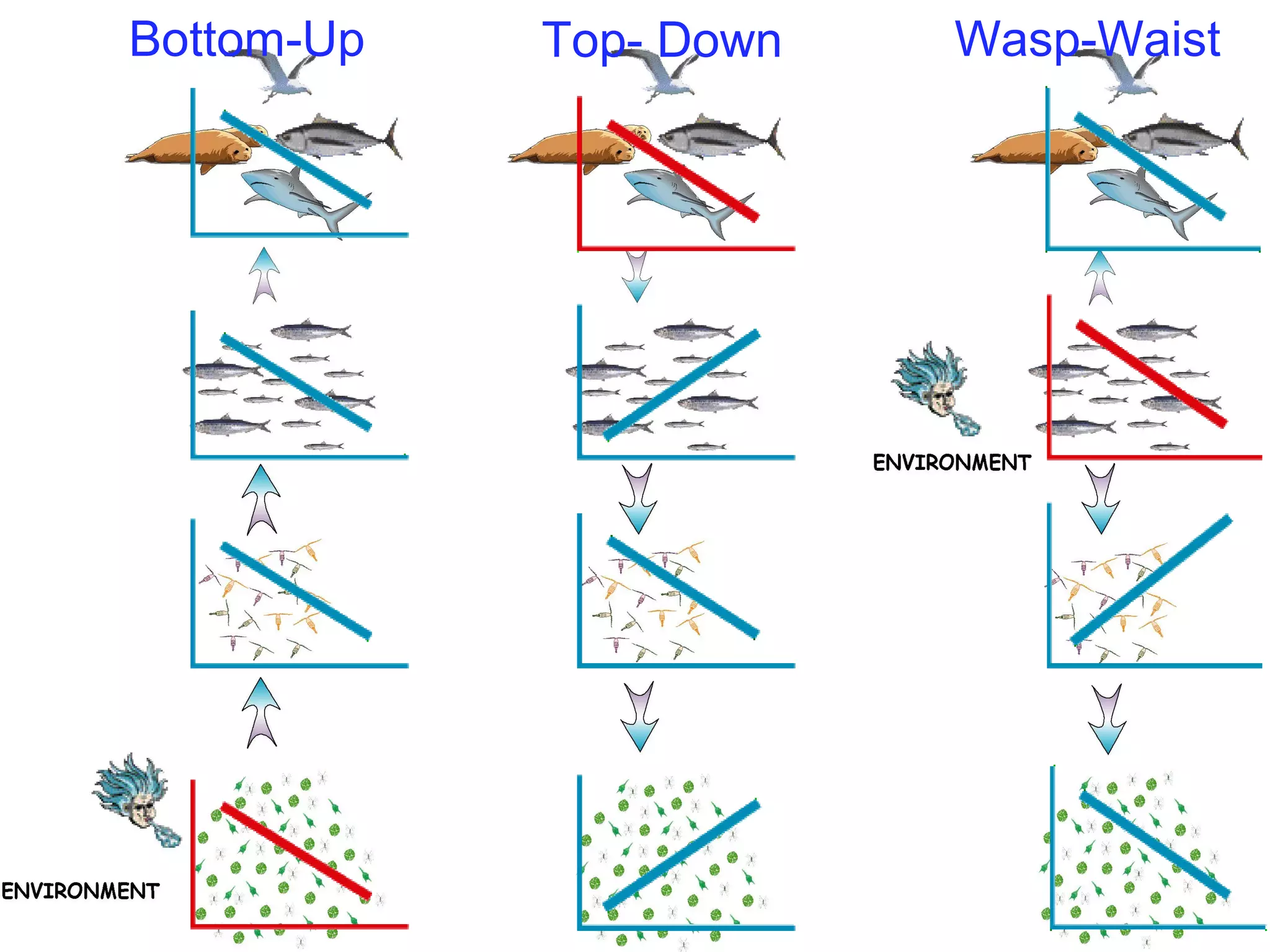 Bottom-Up Top- Down Wasp-Waist
 
