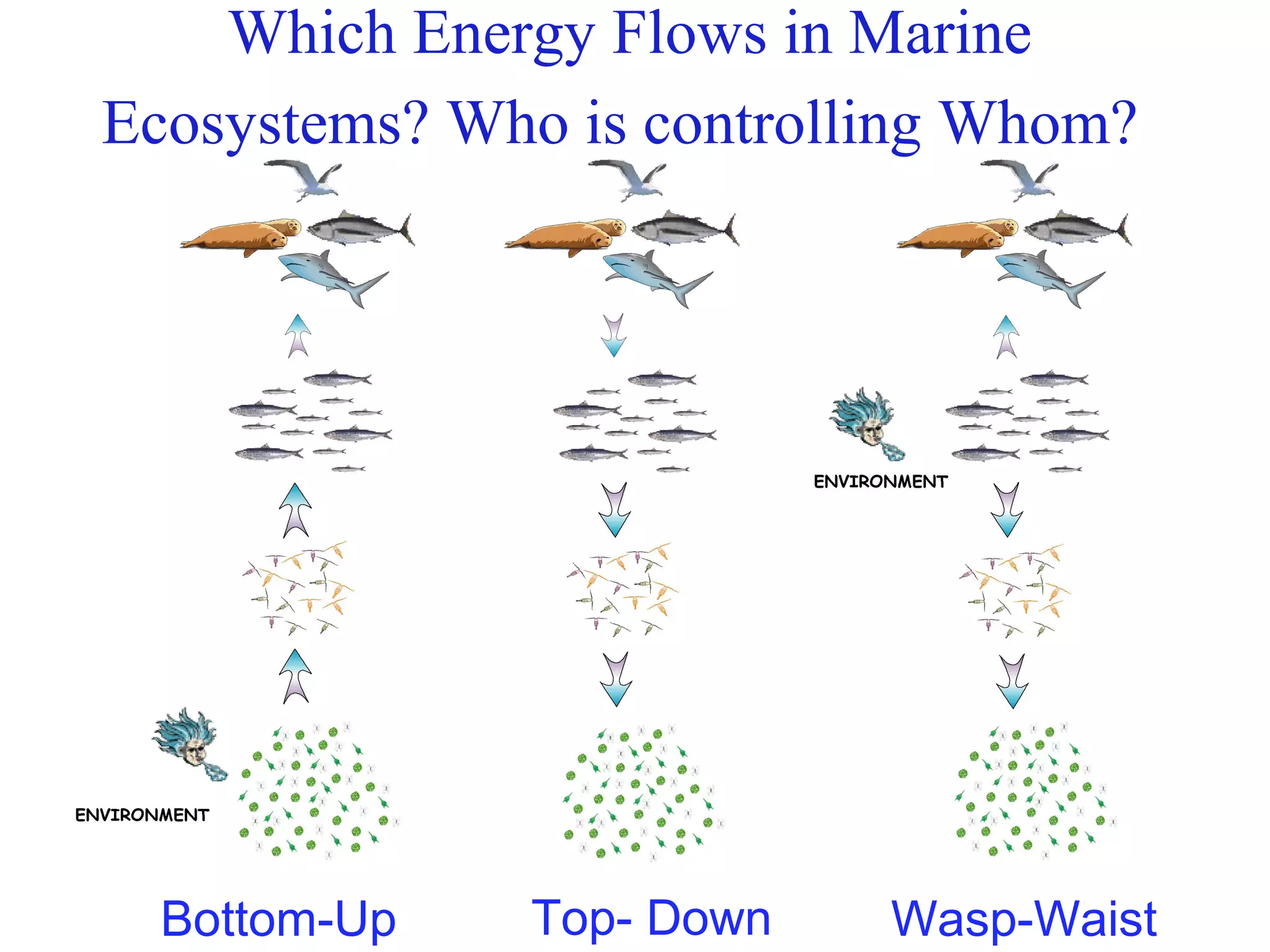 Which Energy Flows in Marine
Ecosystems? Who is controlling Whom?
Bottom-Up Top- Down Wasp-Waist
 