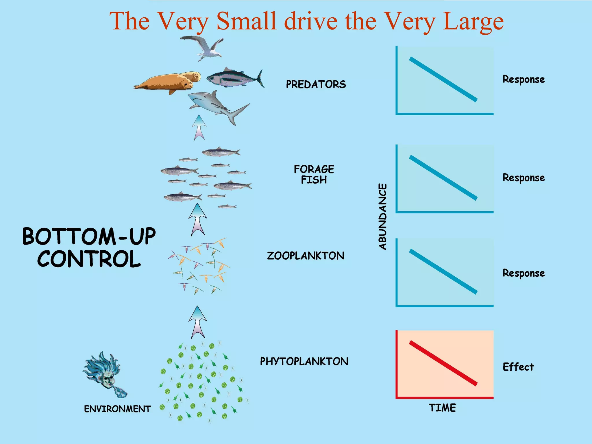 The Very Small drive the Very Large
 