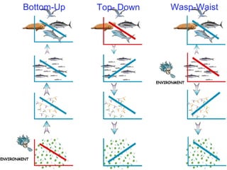 Bottom-Up Top- Down Wasp-Waist
 