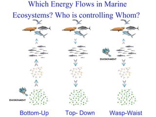 Which Energy Flows in Marine
Ecosystems? Who is controlling Whom?
Bottom-Up Top- Down Wasp-Waist
 