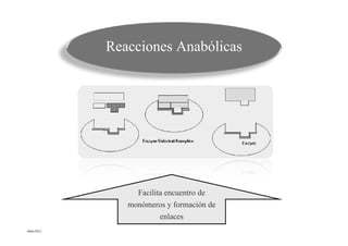 Reacciones Anabólicas




                Facilita encuentro de
              monómeros y formación de
                       enlaces
mbm/2012
 