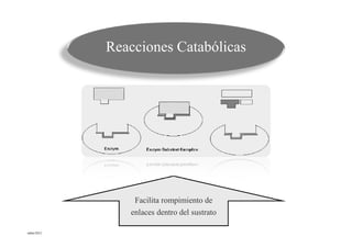 Reacciones Catabólicas




               Facilita rompimiento de
              enlaces dentro del sustrato
mbm/2012
 