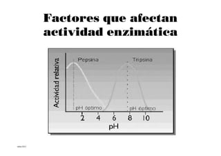 Factores que afectan
           actividad enzimática




mbm/2012
 