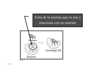 Zona de la enzima que se une y
             reacciona con su sustrato




mbm/2012
 