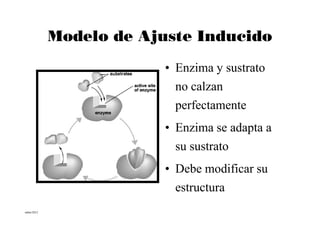 Modelo de Ajuste Inducido

                        • Enzima y sustrato
                          no calzan
                          perfectamente
                        • Enzima se adapta a
                          su sustrato
                        • Debe modificar su
                          estructura
mbm/2012
 