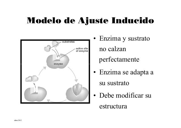 07 enzimas (ppt)