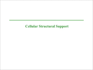 Cellular Structural Support 