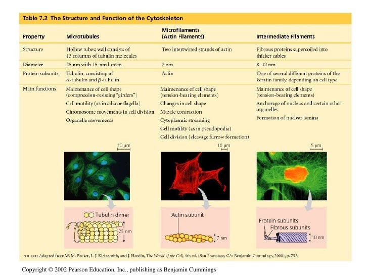 The Cytoskeleton
