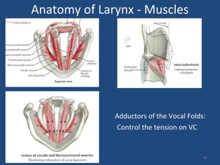 10
Anatomy of Larynx - Muscles
Adductors of the Vocal Folds:
Control the tension on VC
 