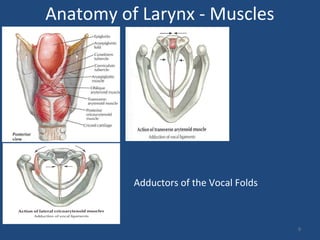 9
Anatomy of Larynx - Muscles
Adductors of the Vocal Folds
 
