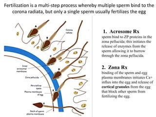 1. Acrosome Rx
sperm bind to ZP proteins in the
zona pellucida; this initiates the
release of enzymes from the
sperm allowing it to burrow
through the zona pellucida.
2. Zona Rx
binding of the sperm and egg
plasma membranes initiates Ca+
influx into the egg and release of
cortical granules from the egg
that block other sperm from
fertilizing the egg.
Fertilization is a multi-step process whereby multiple sperm bind to the
corona radiata, but only a single sperm usually fertilizes the egg
 