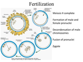 Meiosis II complete
Formation of male and
female pronuclei
Decondensation of male
chromosomes
Fusion of pronuclei
Zygote
Fertilization
 