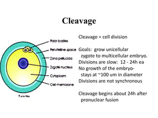 Cleavage
Cleavage = cell division
Goals: grow unicellular
zygote to multicellular embryo.
Divisions are slow: 12 - 24h ea
No growth of the embryo-
stays at ~100 um in diameter
Divisions are not synchronous
Cleavage begins about 24h after
pronuclear fusion
 
