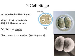 2 Cell Stage
Individual cells = blastomeres
Mitotic divisions maintain
2N (diploid) complement
Cells become smaller
Blastomeres are equivalent (aka totipotent).
 