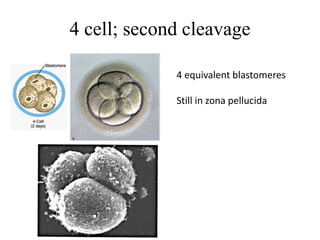 4 cell; second cleavage
4 equivalent blastomeres
Still in zona pellucida
 